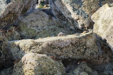 Yengeç, Grapsus sp. : Grapsus tenuicrustatus ve Grapsus albolineatus Nisan ayında Khor Fakkan Sahili 'nde Umman Körfezi yakınlarındaki kayalıklarda yaşar. Grafik, hafif ayaklı yengeç cinsidir. Khor Fakkan, Sharjah, Birleşik Arap Emirlikleri. 