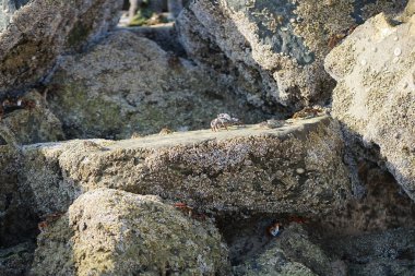 Yengeç, Grapsus sp. : Grapsus tenuicrustatus ve Grapsus albolineatus Nisan ayında Khor Fakkan Sahili 'nde Umman Körfezi yakınlarındaki kayalıklarda yaşar. Grafik, hafif ayaklı yengeç cinsidir. Khor Fakkan, Sharjah, Birleşik Arap Emirlikleri. 