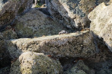 Yengeç, Grapsus sp. : Grapsus tenuicrustatus ve Grapsus albolineatus Nisan ayında Khor Fakkan Sahili 'nde Umman Körfezi yakınlarındaki kayalıklarda yaşar. Grafik, hafif ayaklı yengeç cinsidir. Khor Fakkan, Sharjah, Birleşik Arap Emirlikleri. 