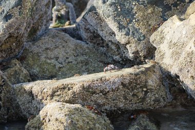 Yengeç, Grapsus sp. : Grapsus tenuicrustatus ve Grapsus albolineatus Nisan ayında Khor Fakkan Sahili 'nde Umman Körfezi yakınlarındaki kayalıklarda yaşar. Grafik, hafif ayaklı yengeç cinsidir. Khor Fakkan, Sharjah, Birleşik Arap Emirlikleri. 