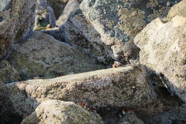 Yengeç, Grapsus sp. : Grapsus tenuicrustatus ve Grapsus albolineatus Nisan ayında Khor Fakkan Sahili 'nde Umman Körfezi yakınlarındaki kayalıklarda yaşar. Grafik, hafif ayaklı yengeç cinsidir. Khor Fakkan, Sharjah, Birleşik Arap Emirlikleri. 