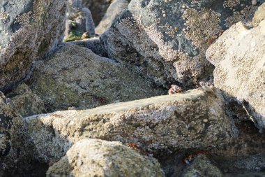 Yengeç, Grapsus sp. : Grapsus tenuicrustatus ve Grapsus albolineatus Nisan ayında Khor Fakkan Sahili 'nde Umman Körfezi yakınlarındaki kayalıklarda yaşar. Grafik, hafif ayaklı yengeç cinsidir. Khor Fakkan, Sharjah, Birleşik Arap Emirlikleri. 
