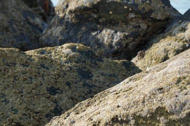 Yengeç, Grapsus sp. : Grapsus tenuicrustatus ve Grapsus albolineatus Nisan ayında Khor Fakkan Sahili 'nde Umman Körfezi yakınlarındaki kayalıklarda yaşar. Grafik, hafif ayaklı yengeç cinsidir. Khor Fakkan, Sharjah, Birleşik Arap Emirlikleri. 