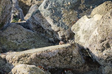 Yengeç, Grapsus sp. : Grapsus tenuicrustatus ve Grapsus albolineatus Nisan ayında Khor Fakkan Sahili 'nde Umman Körfezi yakınlarındaki kayalıklarda yaşar. Grafik, hafif ayaklı yengeç cinsidir. Khor Fakkan, Sharjah, Birleşik Arap Emirlikleri. 