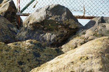 Yengeç, Grapsus sp. : Grapsus tenuicrustatus ve Grapsus albolineatus Nisan ayında Khor Fakkan Sahili 'nde Umman Körfezi yakınlarındaki kayalıklarda yaşar. Grafik, hafif ayaklı yengeç cinsidir. Khor Fakkan, Sharjah, Birleşik Arap Emirlikleri. 