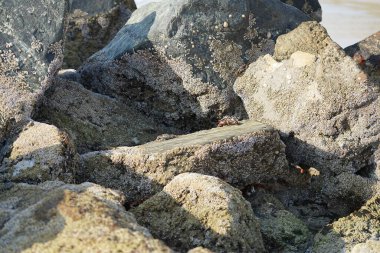 Yengeç, Grapsus sp. : Grapsus tenuicrustatus ve Grapsus albolineatus Nisan ayında Khor Fakkan Sahili 'nde Umman Körfezi yakınlarındaki kayalıklarda yaşar. Grafik, hafif ayaklı yengeç cinsidir. Khor Fakkan, Sharjah, Birleşik Arap Emirlikleri. 