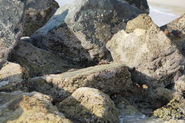 Yengeç, Grapsus sp. : Grapsus tenuicrustatus ve Grapsus albolineatus Nisan ayında Khor Fakkan Sahili 'nde Umman Körfezi yakınlarındaki kayalıklarda yaşar. Grafik, hafif ayaklı yengeç cinsidir. Khor Fakkan, Sharjah, Birleşik Arap Emirlikleri. 