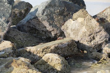 Yengeç, Grapsus sp. : Grapsus tenuicrustatus ve Grapsus albolineatus Nisan ayında Khor Fakkan Sahili 'nde Umman Körfezi yakınlarındaki kayalıklarda yaşar. Grafik, hafif ayaklı yengeç cinsidir. Khor Fakkan, Sharjah, Birleşik Arap Emirlikleri. 