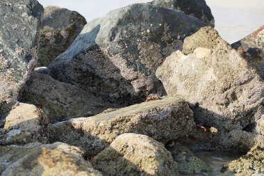 Yengeç, Grapsus sp. : Grapsus tenuicrustatus ve Grapsus albolineatus Nisan ayında Khor Fakkan Sahili 'nde Umman Körfezi yakınlarındaki kayalıklarda yaşar. Grafik, hafif ayaklı yengeç cinsidir. Khor Fakkan, Sharjah, Birleşik Arap Emirlikleri. 