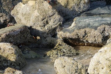 Yengeç, Grapsus sp. : Grapsus tenuicrustatus ve Grapsus albolineatus Nisan ayında Khor Fakkan Sahili 'nde Umman Körfezi yakınlarındaki kayalıklarda yaşar. Grafik, hafif ayaklı yengeç cinsidir. Khor Fakkan, Sharjah, Birleşik Arap Emirlikleri. 