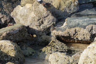 Yengeç, Grapsus sp. : Grapsus tenuicrustatus ve Grapsus albolineatus Nisan ayında Khor Fakkan Sahili 'nde Umman Körfezi yakınlarındaki kayalıklarda yaşar. Grafik, hafif ayaklı yengeç cinsidir. Khor Fakkan, Sharjah, Birleşik Arap Emirlikleri. 