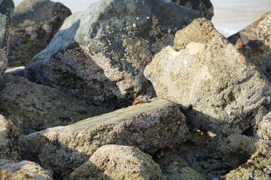 Yengeç, Grapsus sp. : Grapsus tenuicrustatus ve Grapsus albolineatus Nisan ayında Khor Fakkan Sahili 'nde Umman Körfezi yakınlarındaki kayalıklarda yaşar. Grafik, hafif ayaklı yengeç cinsidir. Khor Fakkan, Sharjah, Birleşik Arap Emirlikleri. 