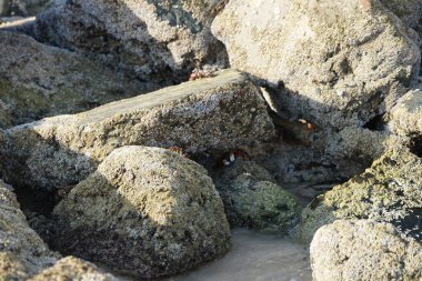 Yengeç, Grapsus sp. : Grapsus tenuicrustatus ve Grapsus albolineatus Nisan ayında Khor Fakkan Sahili 'nde Umman Körfezi yakınlarındaki kayalıklarda yaşar. Grafik, hafif ayaklı yengeç cinsidir. Khor Fakkan, Sharjah, Birleşik Arap Emirlikleri. 