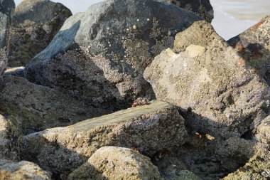 Yengeç, Grapsus sp. : Grapsus tenuicrustatus ve Grapsus albolineatus, Nisan ayında Khor Fakkan Sahili 'nde Umman Körfezi yakınlarındaki kayalıklarda yaşar. Grafik, hafif ayaklı yengeç cinsidir. Khor Fakkan, Sharjah, Birleşik Arap Emirlikleri. 