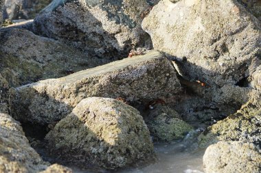 Yengeç, Grapsus sp. : Grapsus tenuicrustatus ve Grapsus albolineatus Nisan ayında Khor Fakkan Sahili 'nde Umman Körfezi yakınlarındaki kayalıklarda yaşar. Grafik, hafif ayaklı yengeç cinsidir. Khor Fakkan, Sharjah, Birleşik Arap Emirlikleri. 