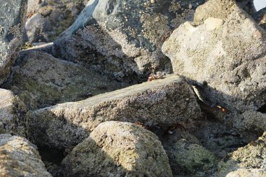 Yengeç, Grapsus sp. : Grapsus tenuicrustatus ve Grapsus albolineatus Nisan ayında Khor Fakkan Sahili 'nde Umman Körfezi yakınlarındaki kayalıklarda yaşar. Grafik, hafif ayaklı yengeç cinsidir. Khor Fakkan, Sharjah, Birleşik Arap Emirlikleri. 