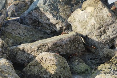 Yengeç, Grapsus sp. : Grapsus tenuicrustatus ve Grapsus albolineatus Nisan ayında Khor Fakkan Sahili 'nde Umman Körfezi yakınlarındaki kayalıklarda yaşar. Grafik, hafif ayaklı yengeç cinsidir. Khor Fakkan, Sharjah, Birleşik Arap Emirlikleri. 