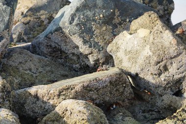 Yengeç, Grapsus sp. : Grapsus tenuicrustatus ve Grapsus albolineatus Nisan ayında Khor Fakkan Sahili 'nde Umman Körfezi yakınlarındaki kayalıklarda yaşar. Grafik, hafif ayaklı yengeç cinsidir. Khor Fakkan, Sharjah, Birleşik Arap Emirlikleri. 