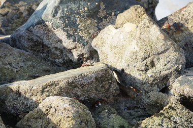 Yengeç, Grapsus sp. : Grapsus tenuicrustatus ve Grapsus albolineatus Nisan ayında Khor Fakkan Sahili 'nde Umman Körfezi yakınlarındaki kayalıklarda yaşar. Grafik, hafif ayaklı yengeç cinsidir. Khor Fakkan, Sharjah, Birleşik Arap Emirlikleri. 