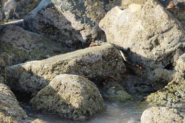 Yengeç, Grapsus sp. : Grapsus tenuicrustatus ve Grapsus albolineatus Nisan ayında Khor Fakkan Sahili 'nde Umman Körfezi yakınlarındaki kayalıklarda yaşar. Grafik, hafif ayaklı yengeç cinsidir. Khor Fakkan, Sharjah, Birleşik Arap Emirlikleri. 