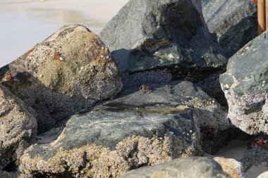 Yengeç, Grapsus sp. : Grapsus tenuicrustatus ve Grapsus albolineatus Nisan ayında Khor Fakkan Sahili 'nde Umman Körfezi yakınlarındaki kayalıklarda yaşar. Grafik, hafif ayaklı yengeç cinsidir. Khor Fakkan, Sharjah, Birleşik Arap Emirlikleri. 
