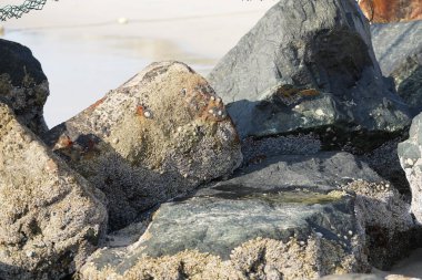 Yengeç, Grapsus sp. : Grapsus tenuicrustatus ve Grapsus albolineatus Nisan ayında Khor Fakkan Sahili 'nde Umman Körfezi yakınlarındaki kayalıklarda yaşar. Grafik, hafif ayaklı yengeç cinsidir. Khor Fakkan, Sharjah, Birleşik Arap Emirlikleri. 