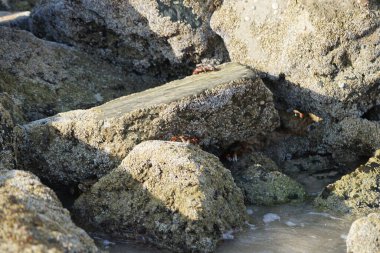 Yengeç, Grapsus sp. : Grapsus tenuicrustatus ve Grapsus albolineatus Nisan ayında Khor Fakkan Sahili 'nde Umman Körfezi yakınlarındaki kayalıklarda yaşar. Grafik, hafif ayaklı yengeç cinsidir. Khor Fakkan, Sharjah, Birleşik Arap Emirlikleri. 
