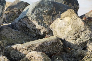 Yengeç, Grapsus sp. : Grapsus tenuicrustatus ve Grapsus albolineatus Nisan ayında Khor Fakkan Sahili 'nde Umman Körfezi yakınlarındaki kayalıklarda yaşar. Grafik, hafif ayaklı yengeç cinsidir. Khor Fakkan, Sharjah, Birleşik Arap Emirlikleri. 