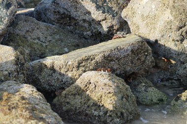 Yengeç, Grapsus sp. : Grapsus tenuicrustatus ve Grapsus albolineatus Nisan ayında Khor Fakkan Sahili 'nde Umman Körfezi yakınlarındaki kayalıklarda yaşar. Grafik, hafif ayaklı yengeç cinsidir. Khor Fakkan, Sharjah, Birleşik Arap Emirlikleri. 