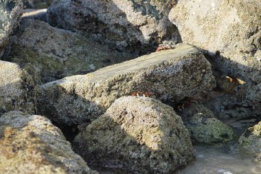 Yengeç, Grapsus sp. : Grapsus tenuicrustatus ve Grapsus albolineatus Nisan ayında Khor Fakkan Sahili 'nde Umman Körfezi yakınlarındaki kayalıklarda yaşar. Grafik, hafif ayaklı yengeç cinsidir. Khor Fakkan, Sharjah, Birleşik Arap Emirlikleri. 