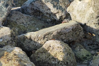 Yengeç, Grapsus sp. : Grapsus tenuicrustatus ve Grapsus albolineatus Nisan ayında Khor Fakkan Sahili 'nde Umman Körfezi yakınlarındaki kayalıklarda yaşar. Grafik, hafif ayaklı yengeç cinsidir. Khor Fakkan, Sharjah, Birleşik Arap Emirlikleri. 