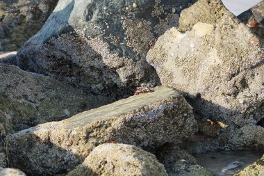 Yengeç, Grapsus sp. : Grapsus tenuicrustatus ve Grapsus albolineatus Nisan ayında Khor Fakkan Sahili 'nde Umman Körfezi yakınlarındaki kayalıklarda yaşar. Grafik, hafif ayaklı yengeç cinsidir. Khor Fakkan, Sharjah, Birleşik Arap Emirlikleri. 