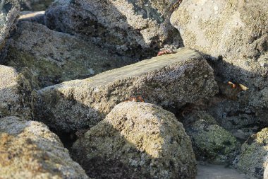 Yengeç, Grapsus sp. : Grapsus tenuicrustatus ve Grapsus albolineatus Nisan ayında Khor Fakkan Sahili 'nde Umman Körfezi yakınlarındaki kayalıklarda yaşar. Grafik, hafif ayaklı yengeç cinsidir. Khor Fakkan, Sharjah, Birleşik Arap Emirlikleri. 