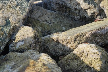 Yengeç, Grapsus sp. : Grapsus tenuicrustatus ve Grapsus albolineatus Nisan ayında Khor Fakkan Sahili 'nde Umman Körfezi yakınlarındaki kayalıklarda yaşar. Grafik, hafif ayaklı yengeç cinsidir. Khor Fakkan, Sharjah, Birleşik Arap Emirlikleri. 