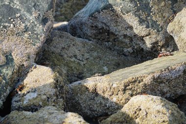 Yengeç, Grapsus sp. : Grapsus tenuicrustatus ve Grapsus albolineatus Nisan ayında Khor Fakkan Sahili 'nde Umman Körfezi yakınlarındaki kayalıklarda yaşar. Grafik, hafif ayaklı yengeç cinsidir. Khor Fakkan, Sharjah, Birleşik Arap Emirlikleri. 