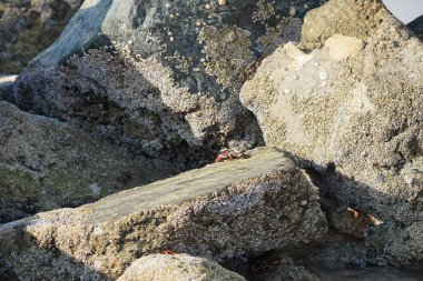 Yengeç, Grapsus sp. : Grapsus tenuicrustatus ve Grapsus albolineatus Nisan ayında Khor Fakkan Sahili 'nde Umman Körfezi yakınlarındaki kayalıklarda yaşar. Grafik, hafif ayaklı yengeç cinsidir. Khor Fakkan, Sharjah, Birleşik Arap Emirlikleri. 