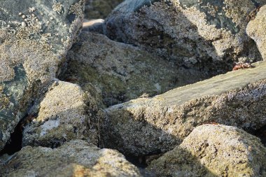 Yengeç, Grapsus sp. : Grapsus tenuicrustatus ve Grapsus albolineatus Nisan ayında Khor Fakkan Sahili 'nde Umman Körfezi yakınlarındaki kayalıklarda yaşar. Grafik, hafif ayaklı yengeç cinsidir. Khor Fakkan, Sharjah, Birleşik Arap Emirlikleri. 