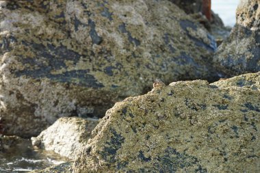 Yengeç, Grapsus sp. : Grapsus tenuicrustatus ve Grapsus albolineatus Nisan ayında Khor Fakkan Sahili 'nde Umman Körfezi yakınlarındaki kayalıklarda yaşar. Grafik, hafif ayaklı yengeç cinsidir. Khor Fakkan, Sharjah, Birleşik Arap Emirlikleri. 