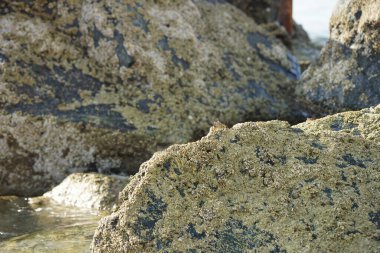 Yengeç, Grapsus sp. : Grapsus tenuicrustatus ve Grapsus albolineatus Nisan ayında Khor Fakkan Sahili 'nde Umman Körfezi yakınlarındaki kayalıklarda yaşar. Grafik, hafif ayaklı yengeç cinsidir. Khor Fakkan, Sharjah, Birleşik Arap Emirlikleri. 