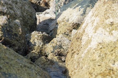 Yengeç, Grapsus sp. : Grapsus tenuicrustatus ve Grapsus albolineatus Nisan ayında Khor Fakkan Sahili 'nde Umman Körfezi yakınlarındaki kayalıklarda yaşar. Grafik, hafif ayaklı yengeç cinsidir. Khor Fakkan, Sharjah, Birleşik Arap Emirlikleri. 