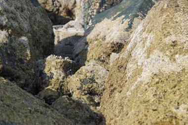 Yengeç, Grapsus sp. : Grapsus tenuicrustatus ve Grapsus albolineatus Nisan ayında Khor Fakkan Sahili 'nde Umman Körfezi yakınlarındaki kayalıklarda yaşar. Grafik, hafif ayaklı yengeç cinsidir. Khor Fakkan, Sharjah, Birleşik Arap Emirlikleri. 