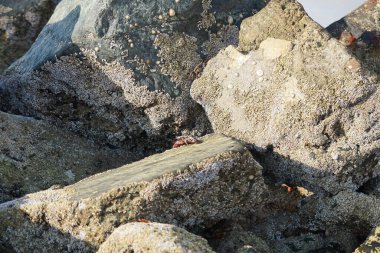 Yengeç, Grapsus sp. : Grapsus tenuicrustatus ve Grapsus albolineatus Nisan ayında Khor Fakkan Sahili 'nde Umman Körfezi yakınlarındaki kayalıklarda yaşar. Grafik, hafif ayaklı yengeç cinsidir. Khor Fakkan, Sharjah, Birleşik Arap Emirlikleri. 