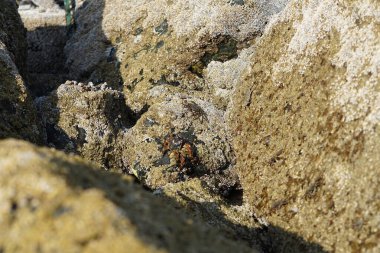 Yengeç, Grapsus sp. : Grapsus tenuicrustatus ve Grapsus albolineatus Nisan ayında Khor Fakkan Sahili 'nde Umman Körfezi yakınlarındaki kayalıklarda yaşar. Grafik, hafif ayaklı yengeç cinsidir. Khor Fakkan, Sharjah, Birleşik Arap Emirlikleri. 