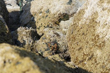 Yengeç, Grapsus sp. : Grapsus tenuicrustatus ve Grapsus albolineatus Nisan ayında Khor Fakkan Sahili 'nde Umman Körfezi yakınlarındaki kayalıklarda yaşar. Grafik, hafif ayaklı yengeç cinsidir. Khor Fakkan, Sharjah, Birleşik Arap Emirlikleri. 