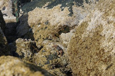 Yengeç, Grapsus sp. : Grapsus tenuicrustatus ve Grapsus albolineatus Nisan ayında Khor Fakkan Sahili 'nde Umman Körfezi yakınlarındaki kayalıklarda yaşar. Grafik, hafif ayaklı yengeç cinsidir. Khor Fakkan, Sharjah, Birleşik Arap Emirlikleri. 