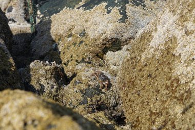 Yengeç, Grapsus sp. : Grapsus tenuicrustatus ve Grapsus albolineatus Nisan ayında Khor Fakkan Sahili 'nde Umman Körfezi yakınlarındaki kayalıklarda yaşar. Grafik, hafif ayaklı yengeç cinsidir. Khor Fakkan, Sharjah, Birleşik Arap Emirlikleri. 