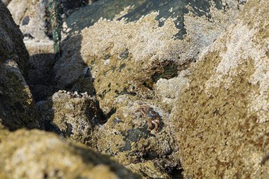 Yengeç, Grapsus sp. : Grapsus tenuicrustatus ve Grapsus albolineatus Nisan ayında Khor Fakkan Sahili 'nde Umman Körfezi yakınlarındaki kayalıklarda yaşar. Grafik, hafif ayaklı yengeç cinsidir. Khor Fakkan, Sharjah, Birleşik Arap Emirlikleri. 