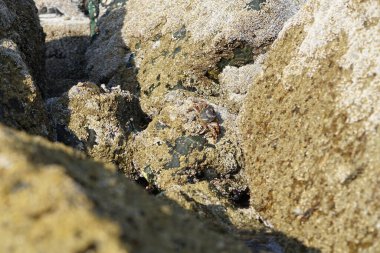 Yengeç, Grapsus sp. : Grapsus tenuicrustatus ve Grapsus albolineatus Nisan ayında Khor Fakkan Sahili 'nde Umman Körfezi yakınlarındaki kayalıklarda yaşar. Grafik, hafif ayaklı yengeç cinsidir. Khor Fakkan, Sharjah, Birleşik Arap Emirlikleri. 