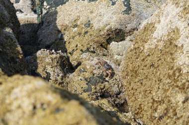 Yengeç, Grapsus sp. : Grapsus tenuicrustatus ve Grapsus albolineatus Nisan ayında Khor Fakkan Sahili 'nde Umman Körfezi yakınlarındaki kayalıklarda yaşar. Grafik, hafif ayaklı yengeç cinsidir. Khor Fakkan, Sharjah, Birleşik Arap Emirlikleri. 