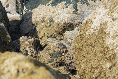 Yengeç, Grapsus sp. : Grapsus tenuicrustatus ve Grapsus albolineatus Nisan ayında Khor Fakkan Sahili 'nde Umman Körfezi yakınlarındaki kayalıklarda yaşar. Grafik, hafif ayaklı yengeç cinsidir. Khor Fakkan, Sharjah, Birleşik Arap Emirlikleri. 